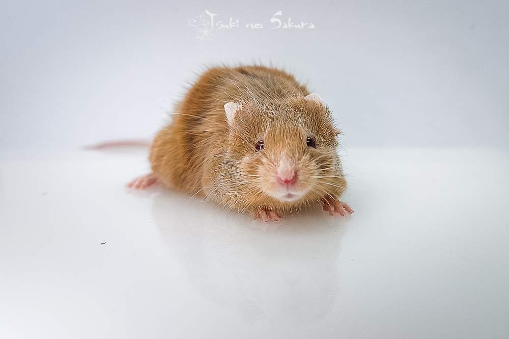 Fancy mouse Retired Mus musculus 