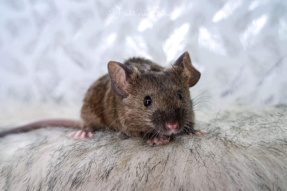Fancy mouse Retired Mus musculus 