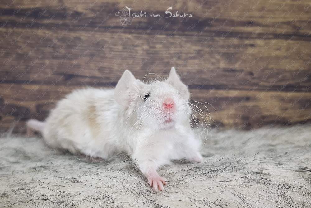 Fancy mouse Breeder Mus musculus 