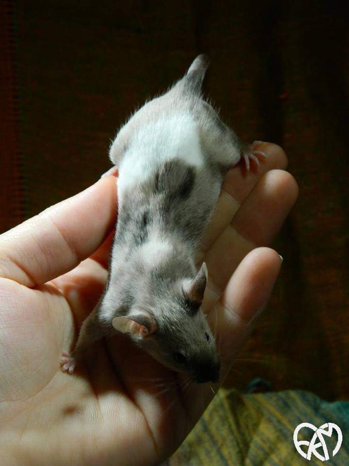 Fancy mouse Owned by other Mus musculus 