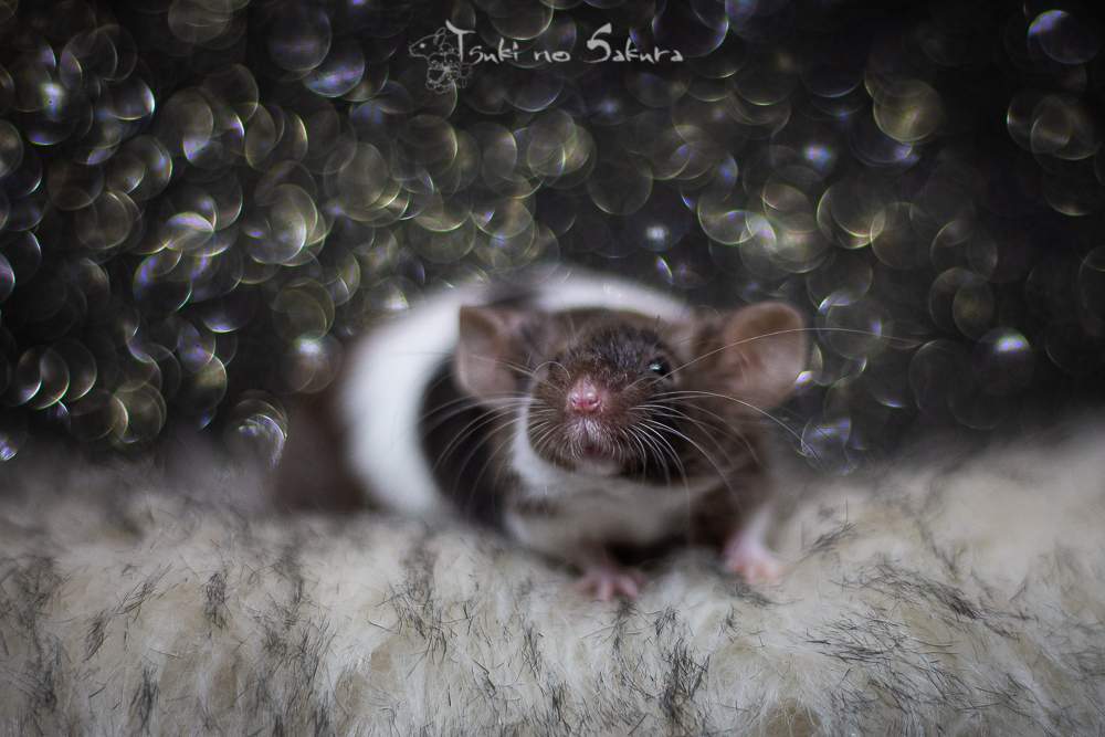 Fancy mouse Deceased Mus musculus 