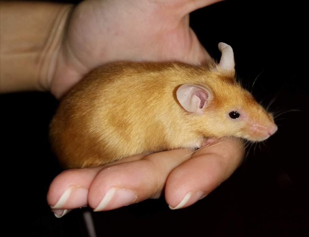 Fancy mouse Owned by other Mus musculus 