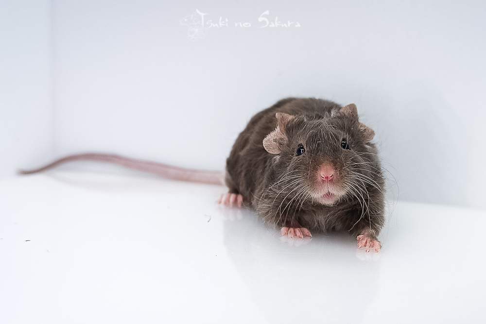 Fancy mouse Retired Mus musculus 