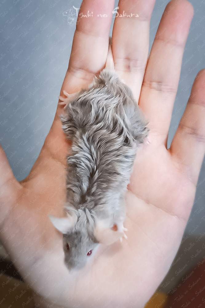 Fancy mouse Retired Mus musculus 
