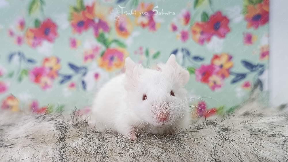 Fancy mouse Retired Mus musculus 