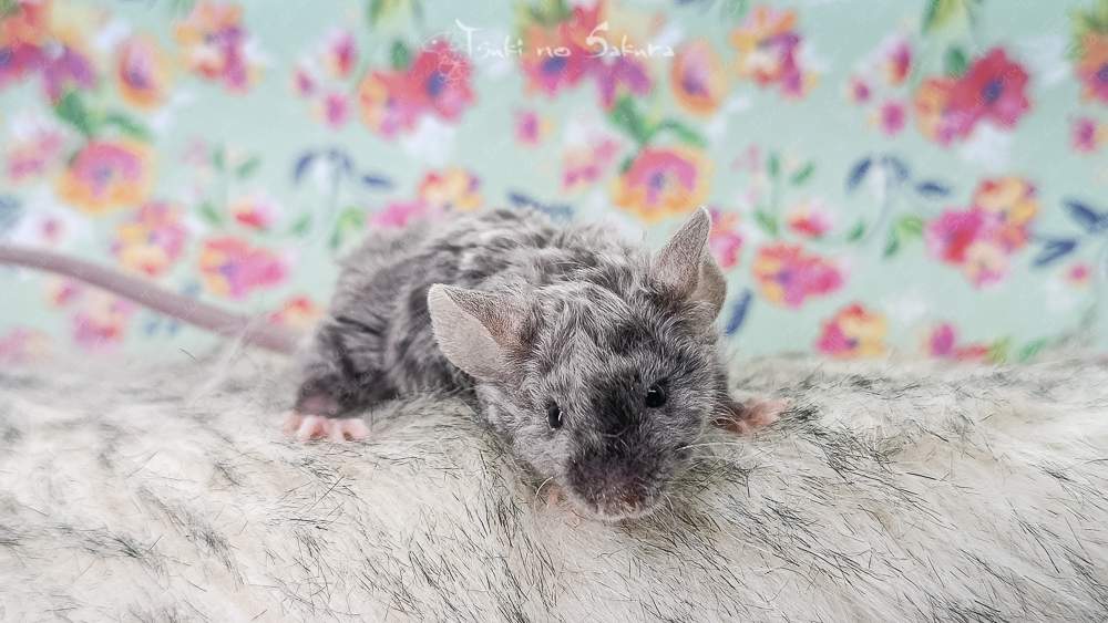 Fancy mouse Retired Mus musculus 