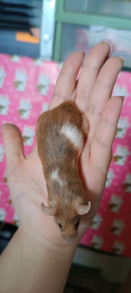 Fancy mouse Breeder Mus musculus 