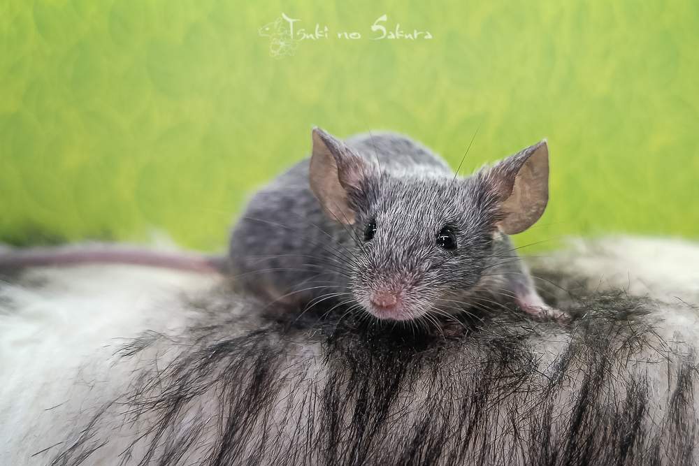 Fancy mouse Retired Mus musculus 