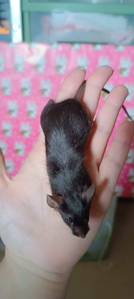 Fancy mouse Breeder Mus musculus 