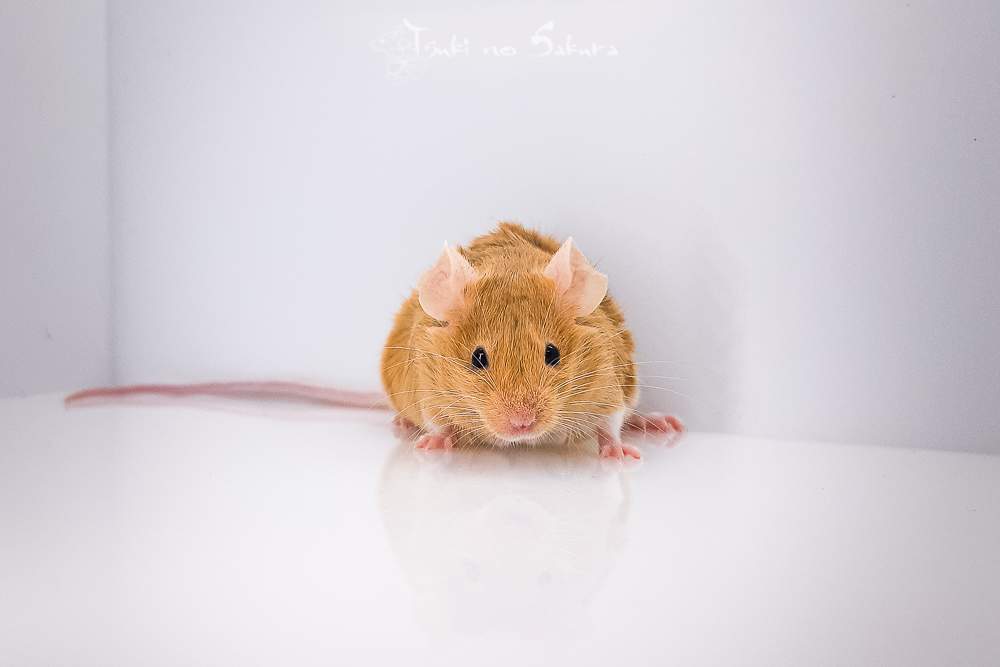 Fancy mouse Retired Mus musculus 