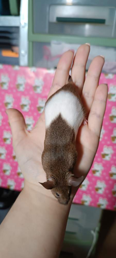 Fancy mouse Retired Mus musculus 