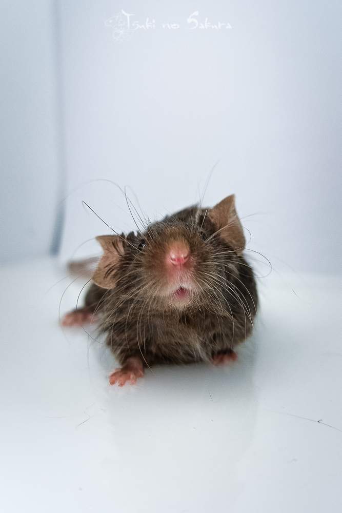 Fancy mouse Retired Mus musculus 