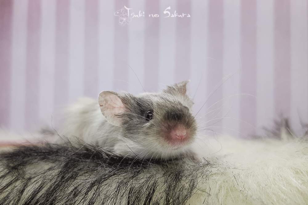 Fancy mouse Breeder Mus musculus 