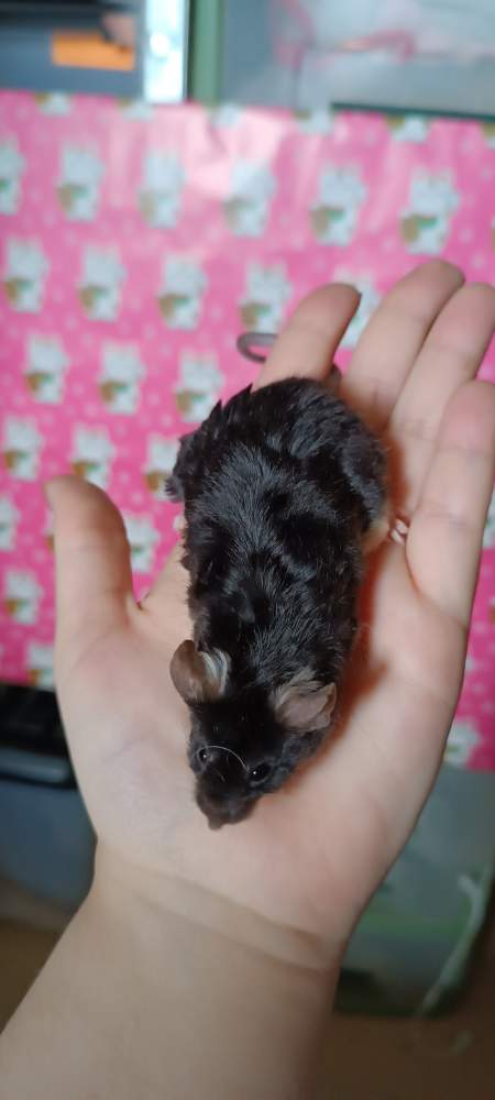 Fancy mouse Retired Mus musculus 