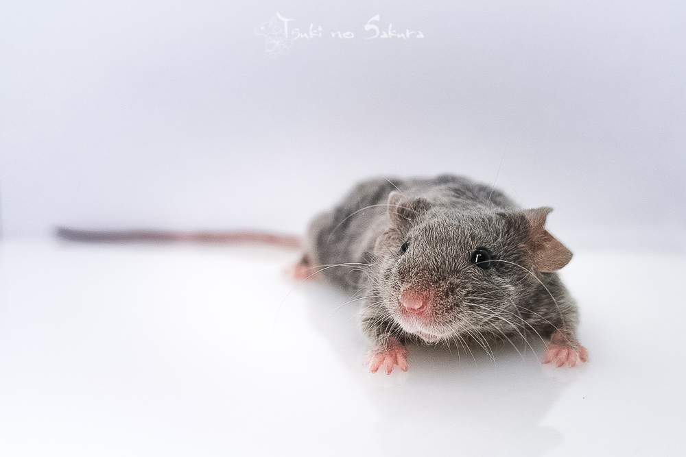Fancy mouse Retired Mus musculus 