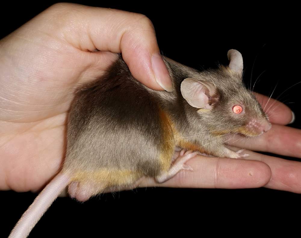 Fancy mouse Owned by other Mus musculus 