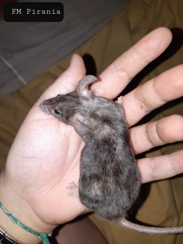 Fancy mouse Pet only Mus musculus 