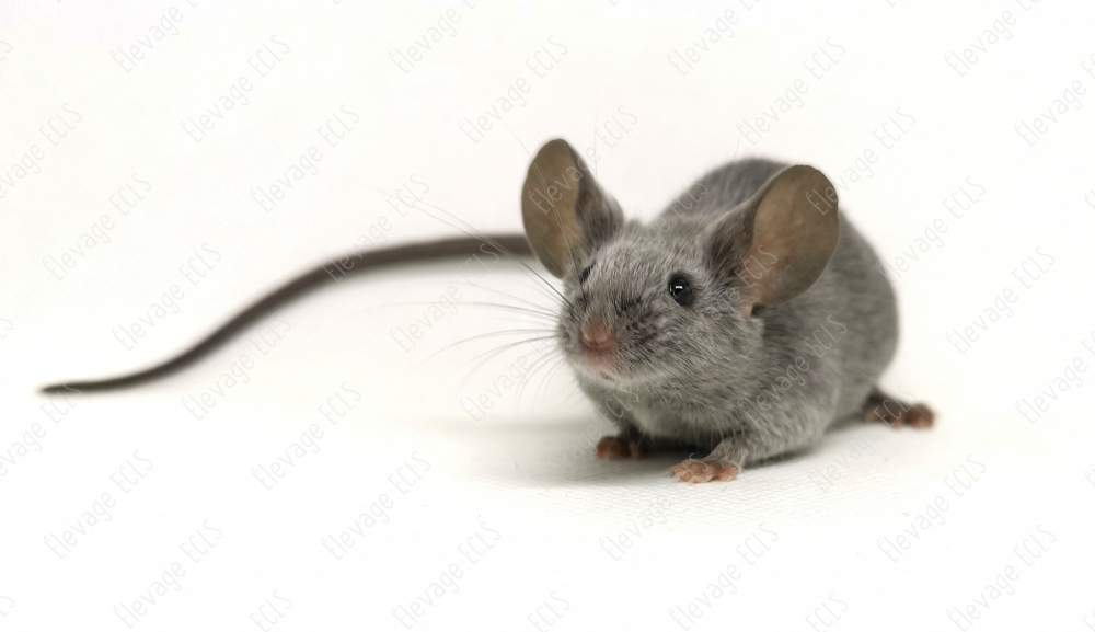 Fancy mouse Owned by other Mus musculus 