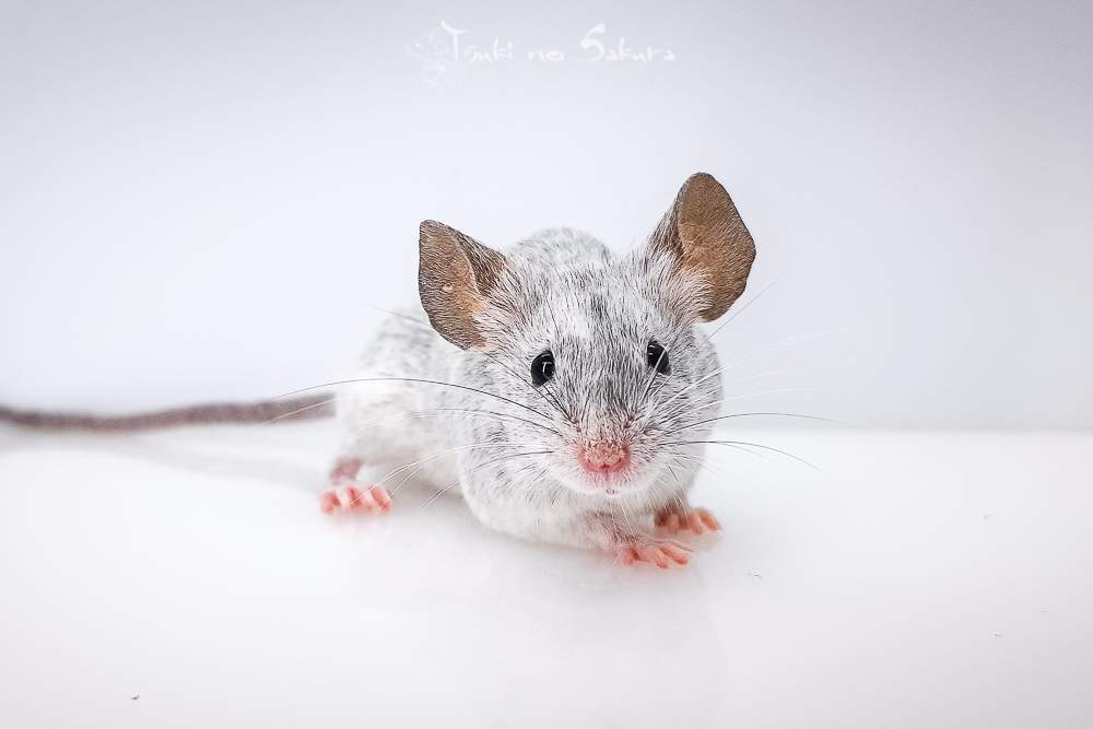 Fancy mouse Retired Mus musculus 