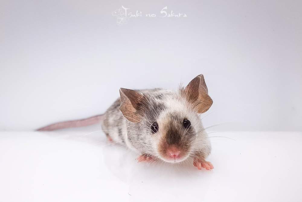 Fancy mouse Retired Mus musculus 
