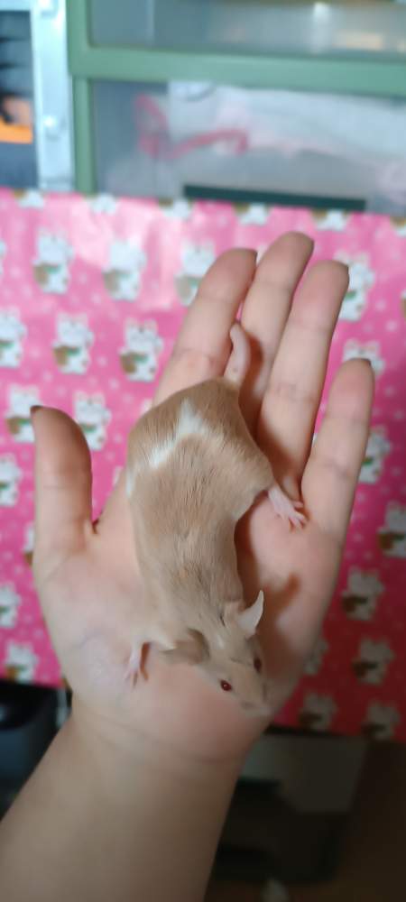 Fancy mouse Breeder Mus musculus 