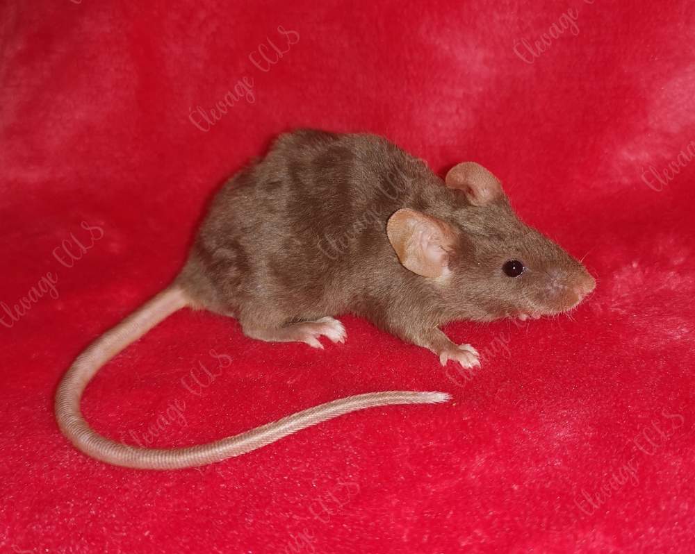 Fancy mouse Owned by other Mus musculus 