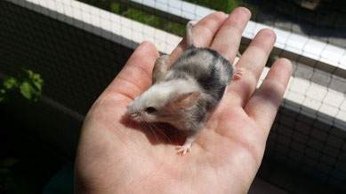 Fancy mouse Owned by other Mus musculus 