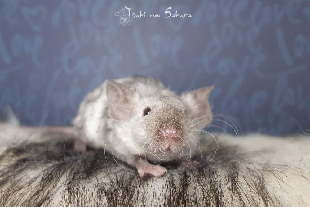 Fancy mouse Breeder Mus musculus 