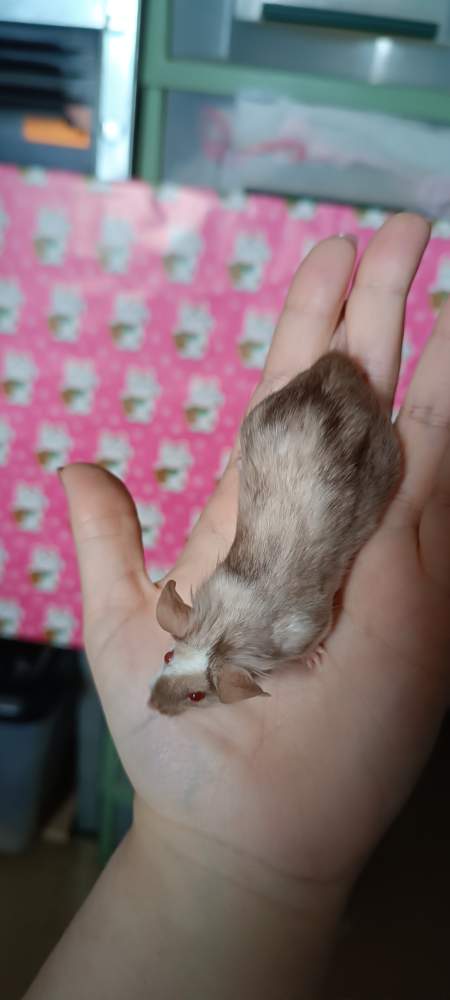 Fancy mouse Rehomed Mus musculus 