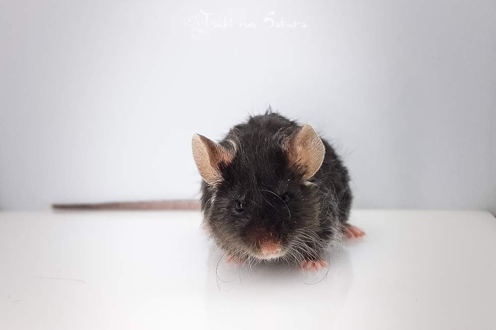 Fancy mouse Retired Mus musculus 