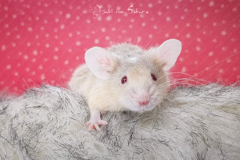 Fancy mouse Retired Mus musculus 