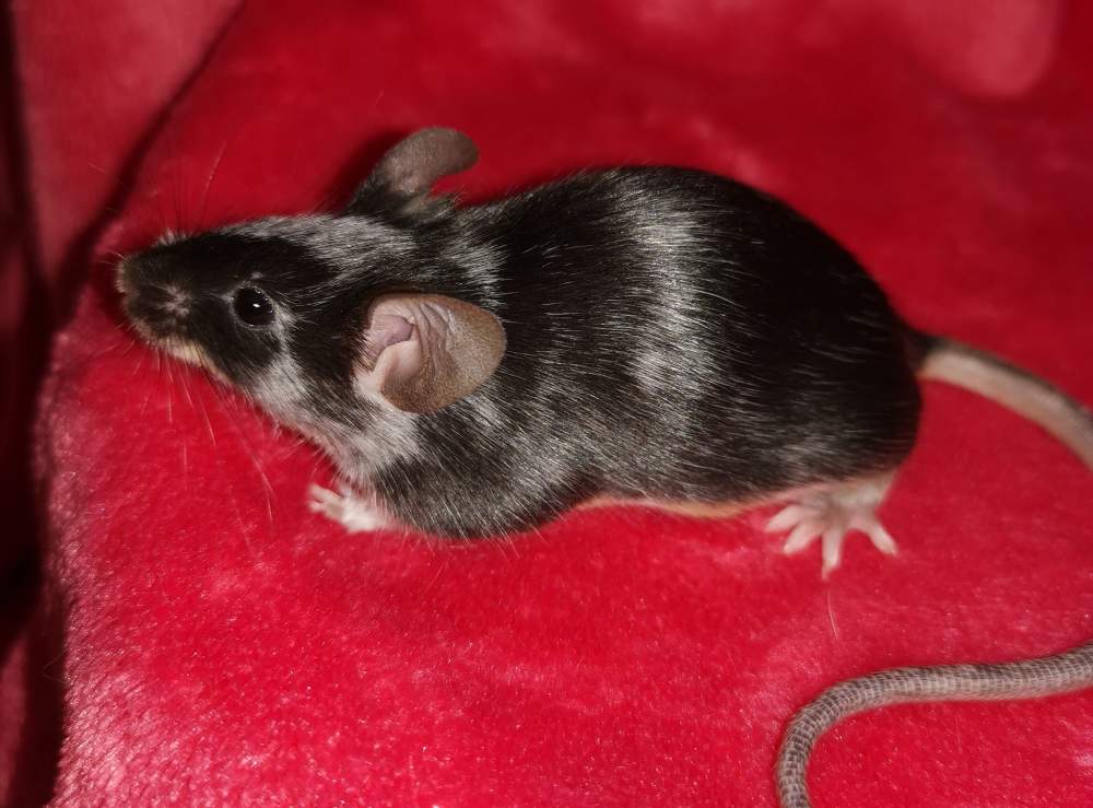 Fancy mouse Owned by other Mus musculus 