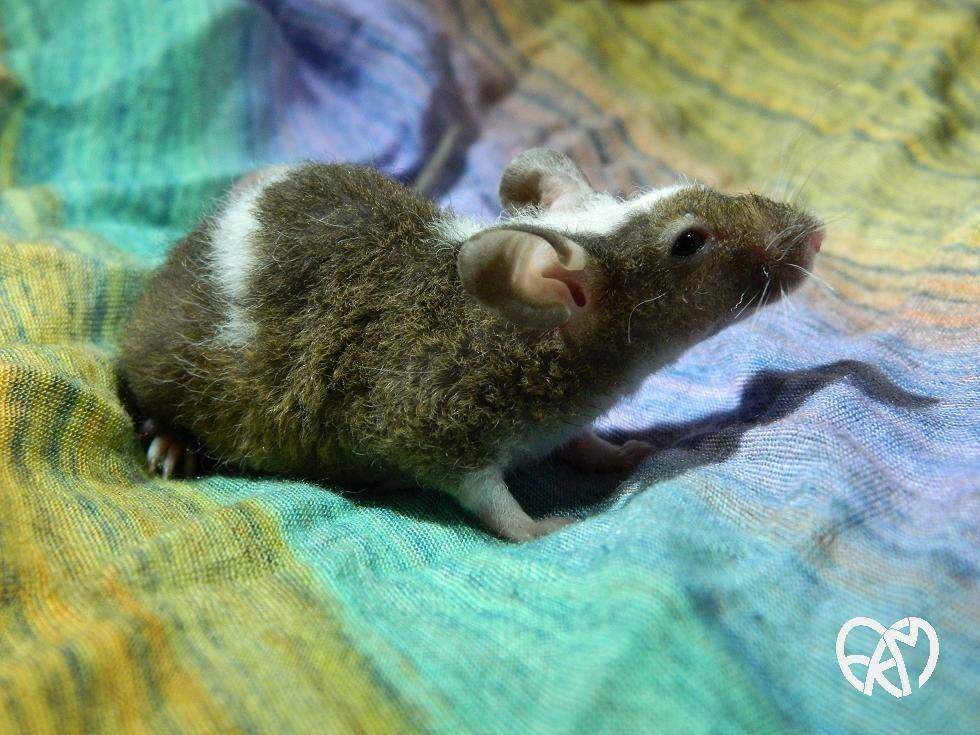 Fancy mouse Owned by other Mus musculus 