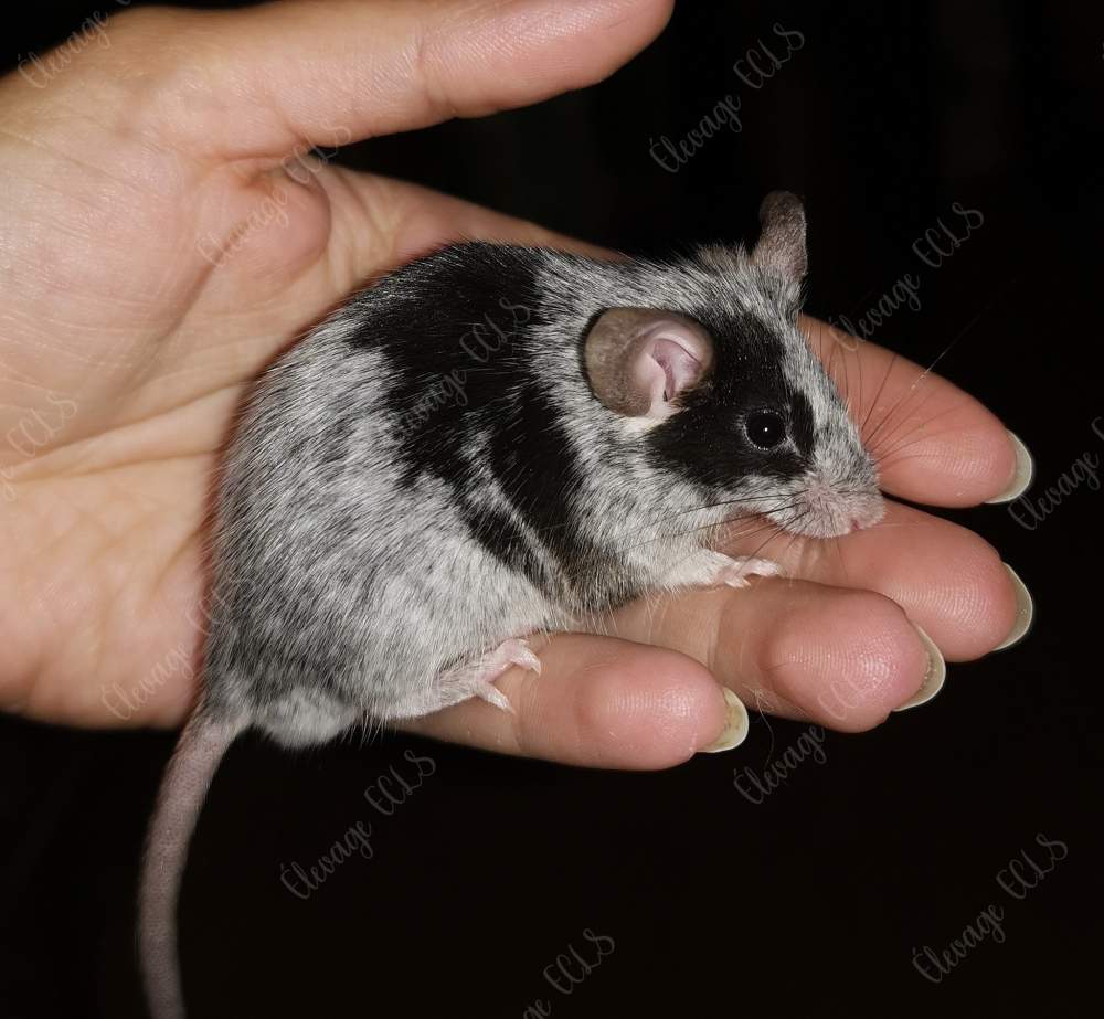 Fancy mouse Owned by other Mus musculus 