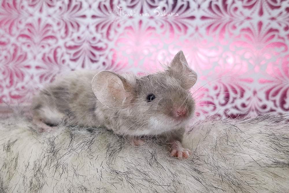 Fancy mouse Breeder Mus musculus 