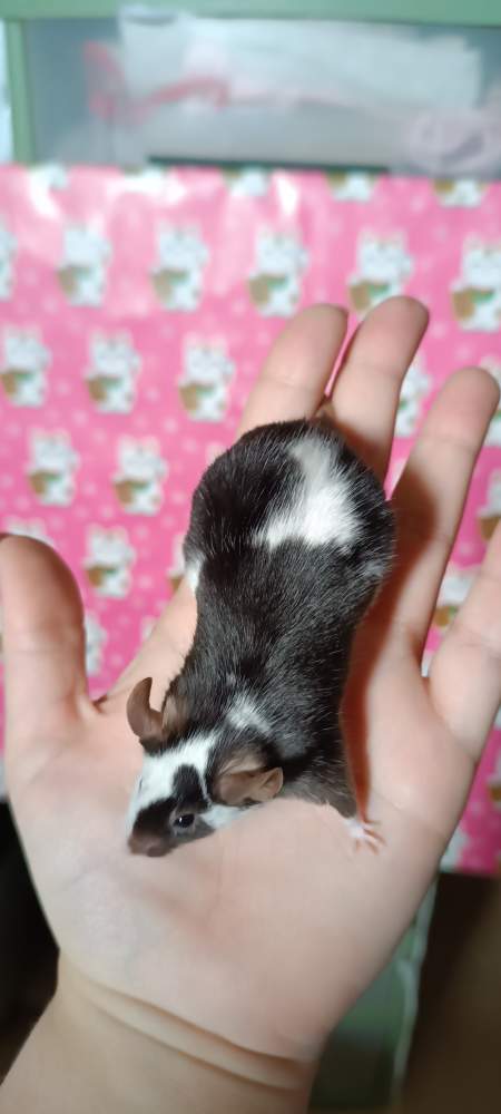 Fancy mouse Retired Mus musculus 