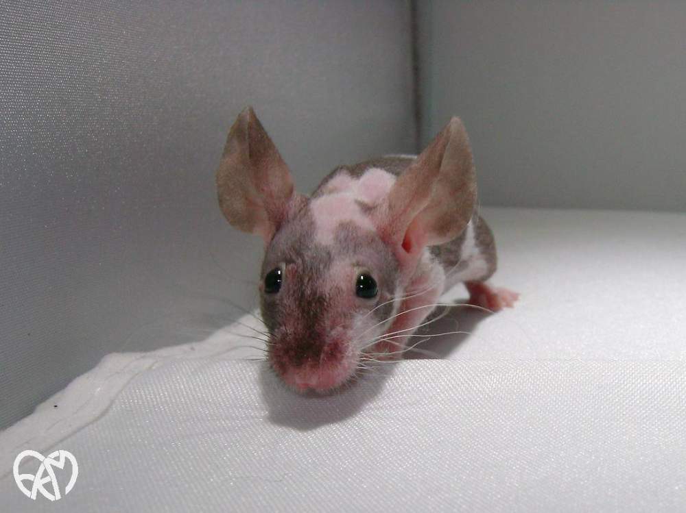 Fancy mouse Owned by other Mus musculus 