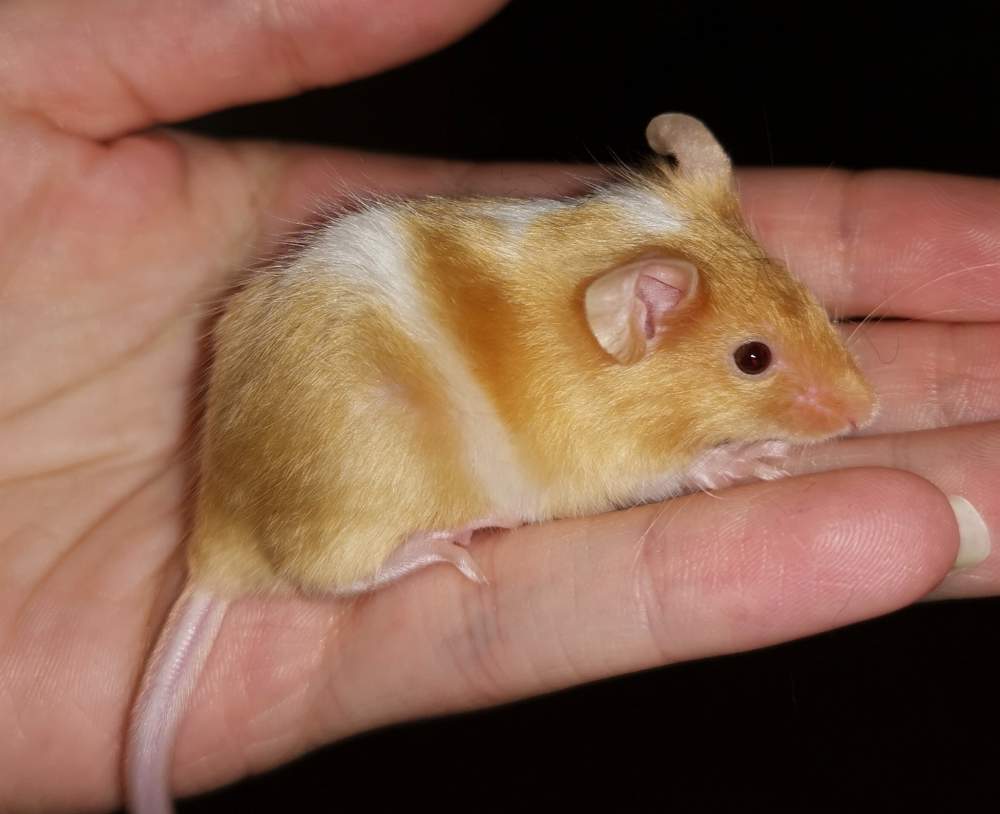 Fancy mouse Owned by other Mus musculus 