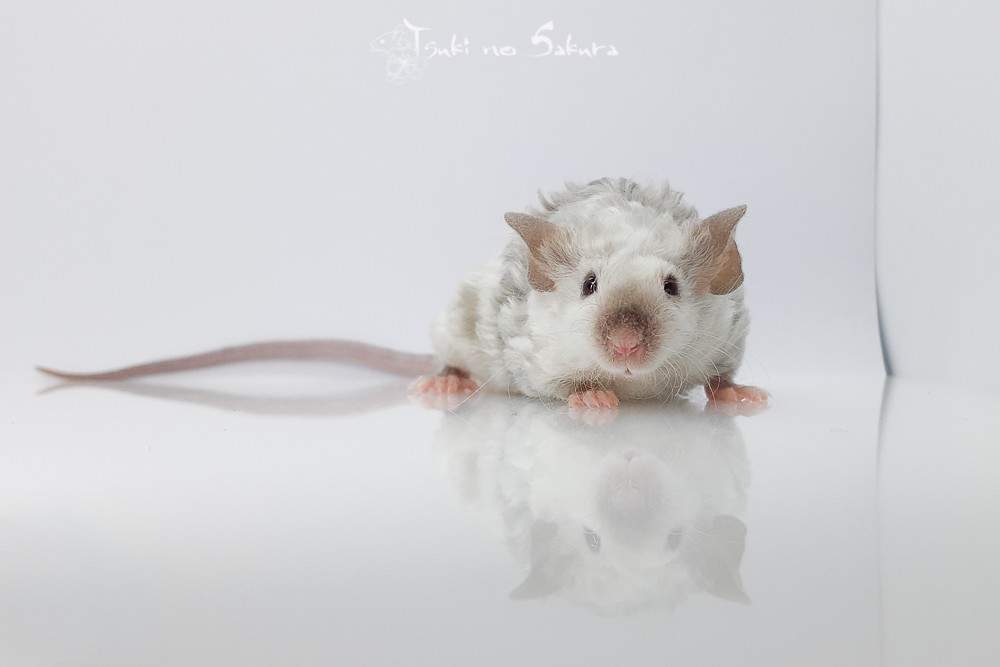 Fancy mouse Deceased Mus musculus 
