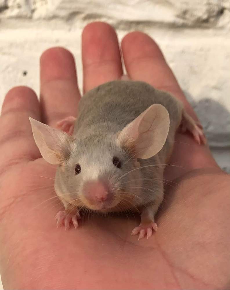 Fancy mouse Owned by other Mus musculus 