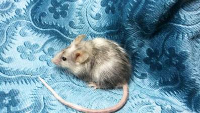 Fancy mouse Owned by other Mus musculus 