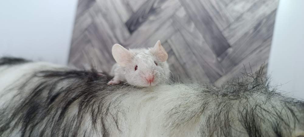 Fancy mouse Deceased Mus musculus 