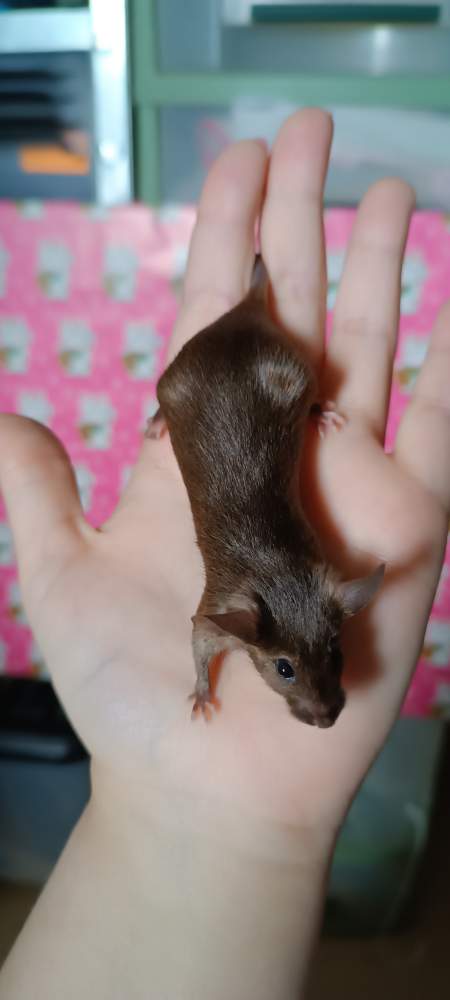 Fancy mouse Breeder Mus musculus 