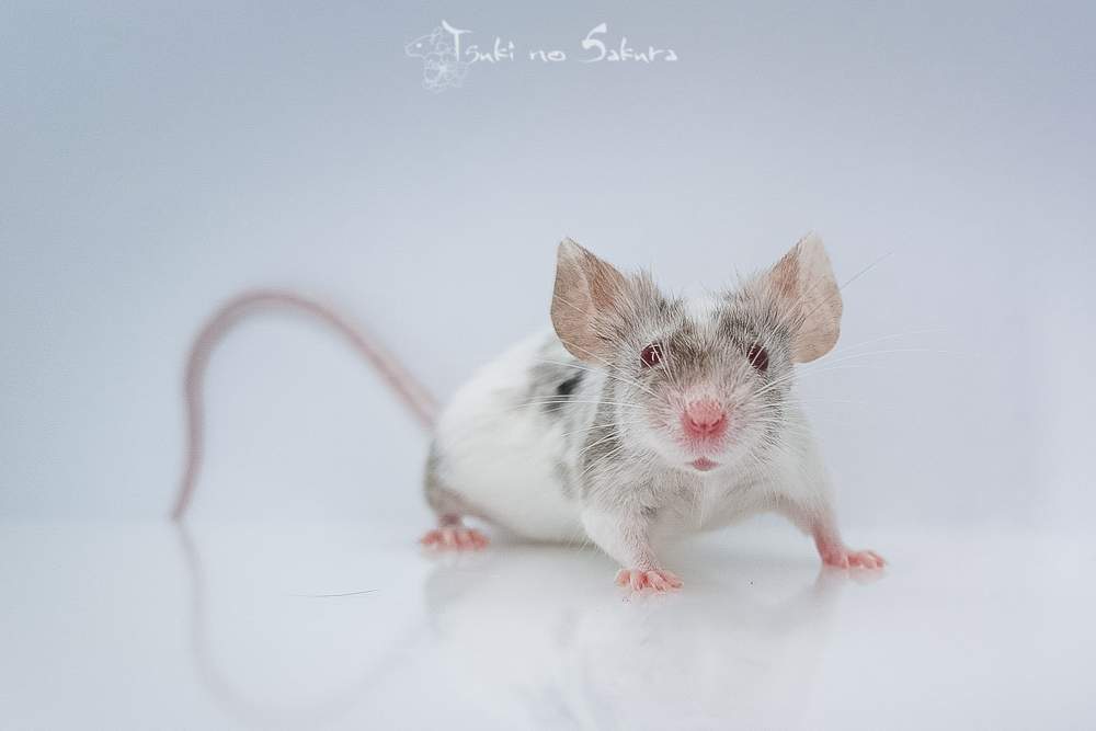 Fancy mouse Retired Mus musculus 