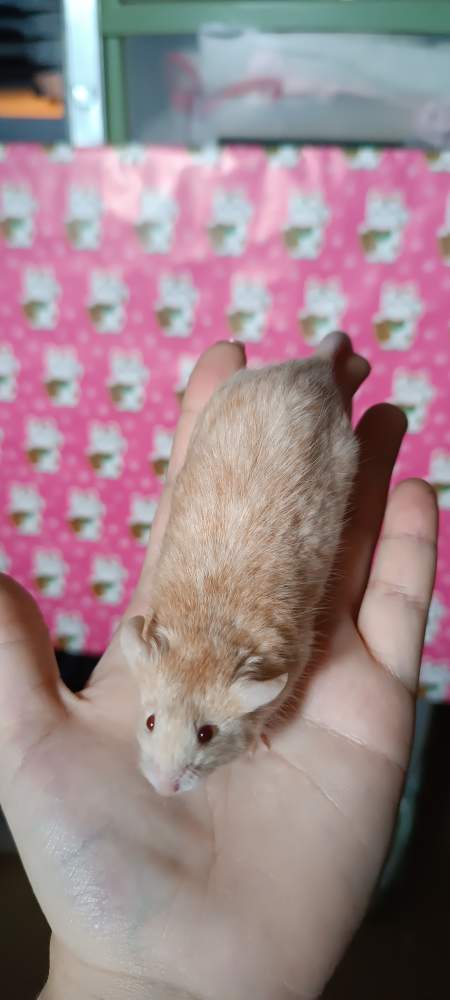 Fancy mouse Retired Mus musculus 