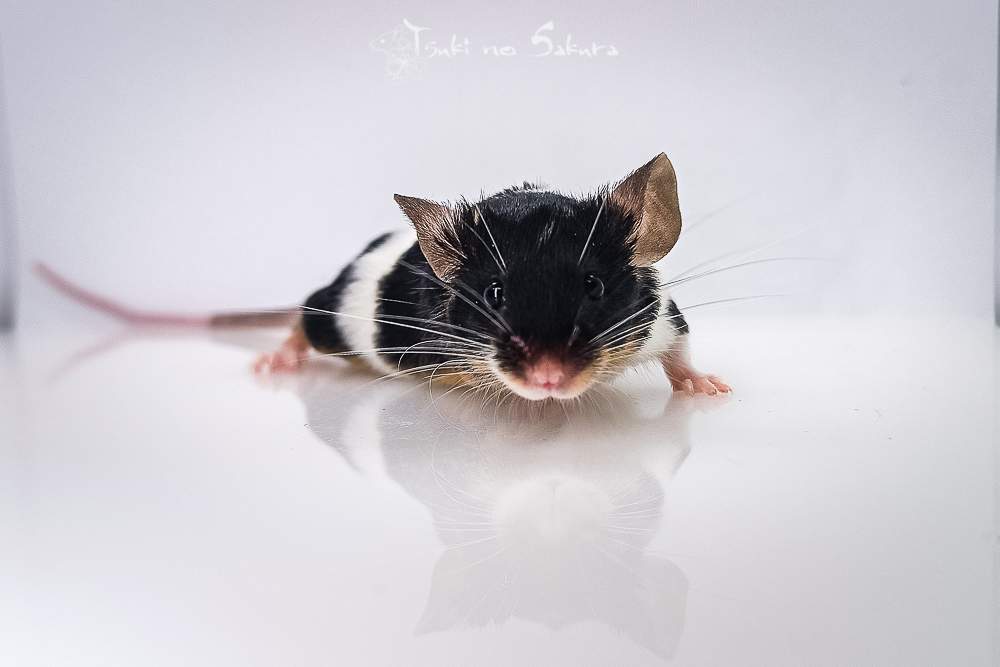 Fancy mouse Deceased Mus musculus 