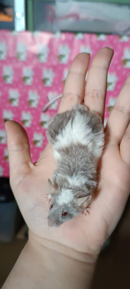 Fancy mouse Deceased Mus musculus 