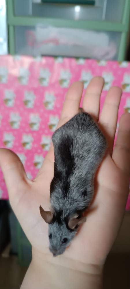 Fancy mouse Retired Mus musculus 