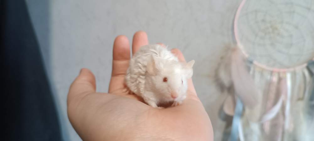 Fancy mouse Retired Mus musculus 