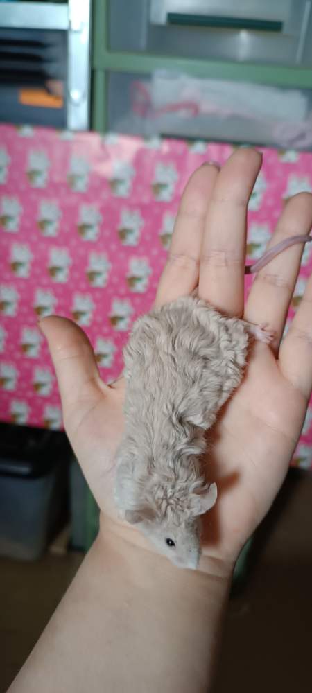 Fancy mouse Retired Mus musculus 